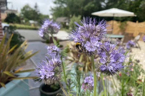 Bumble Bee on plant head in Toppesfield House garden