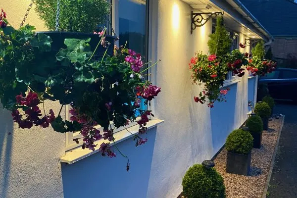 Night time view showing outside lighting and plants